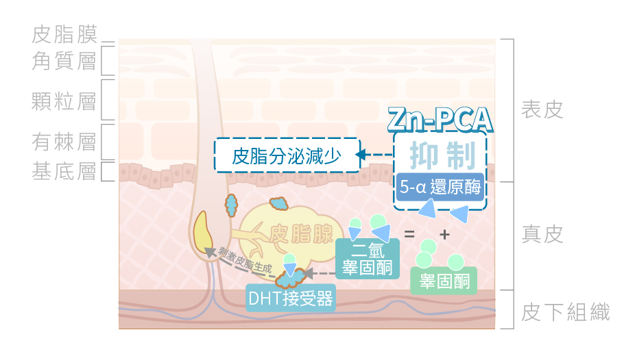 兼具抗菌與控油的Zn-PCA